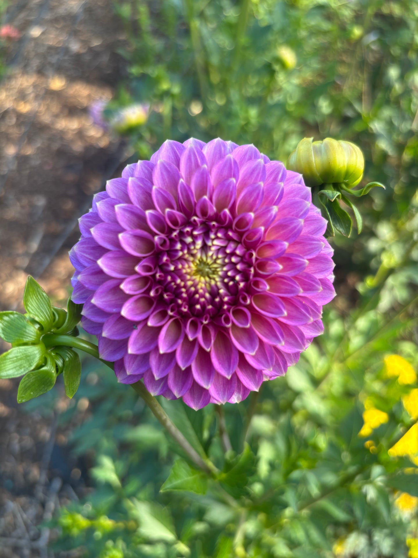 Skipley Spot of Gold