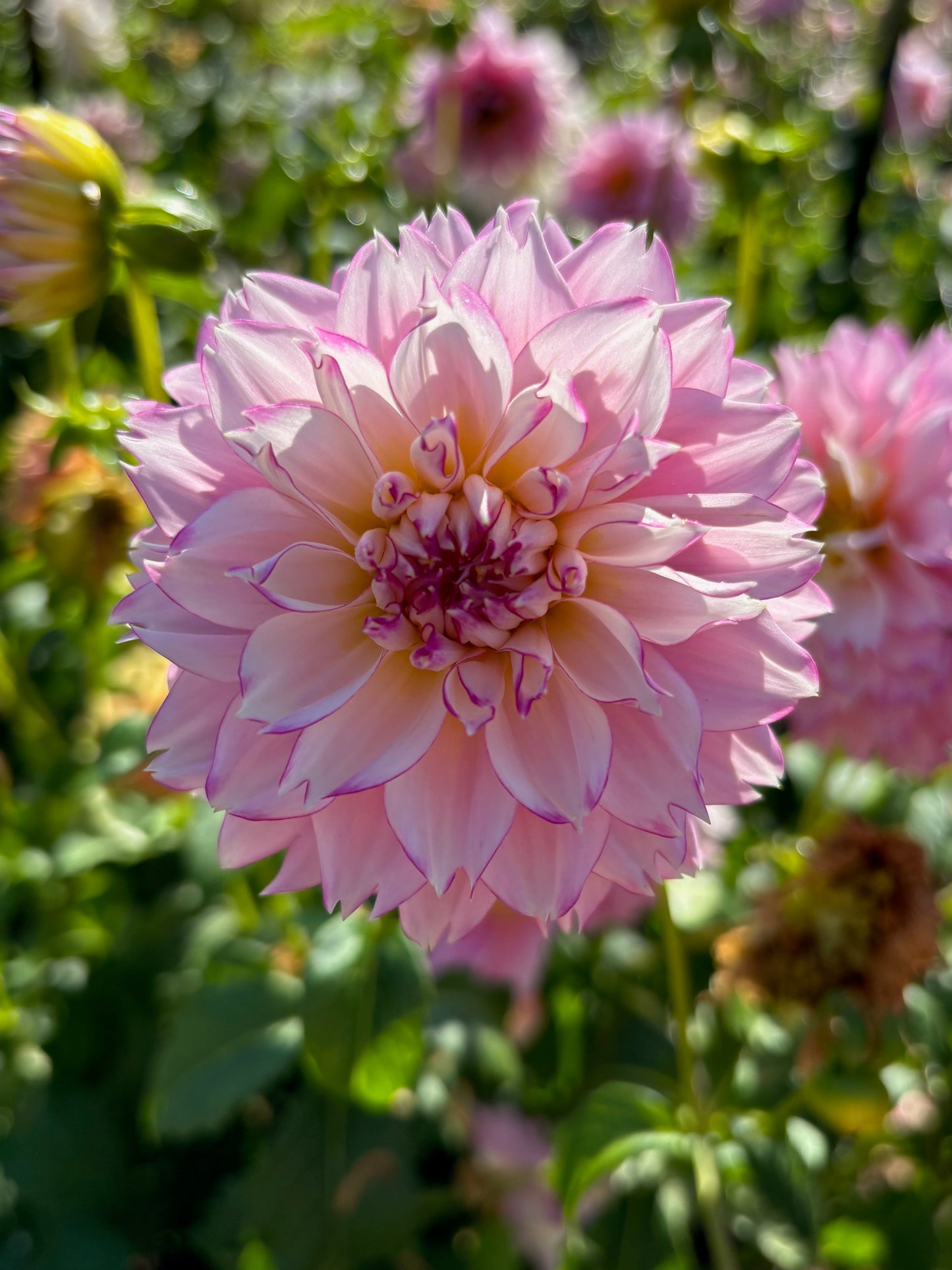 Hollyhill Pinkie Dahlia Tuber
