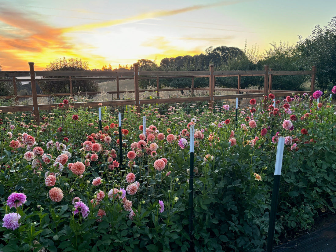 Where the Garden Begins