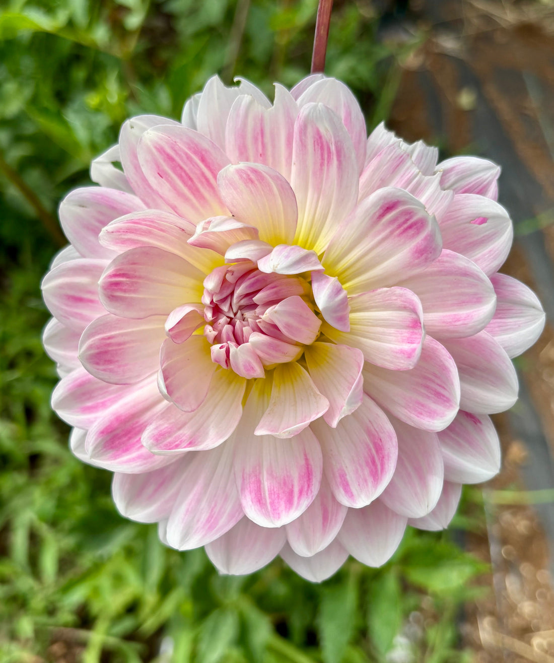 On Waterlily Dahlias