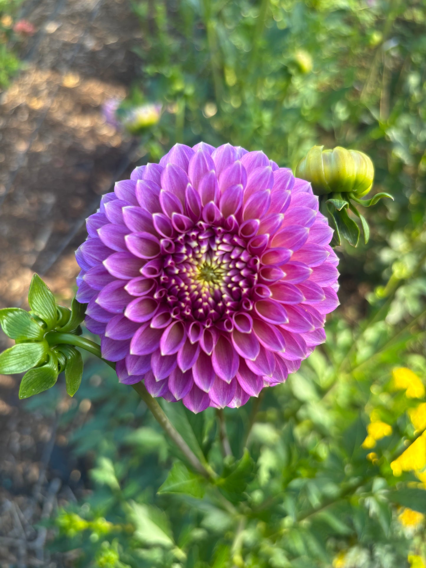 Skipley Spot of Gold