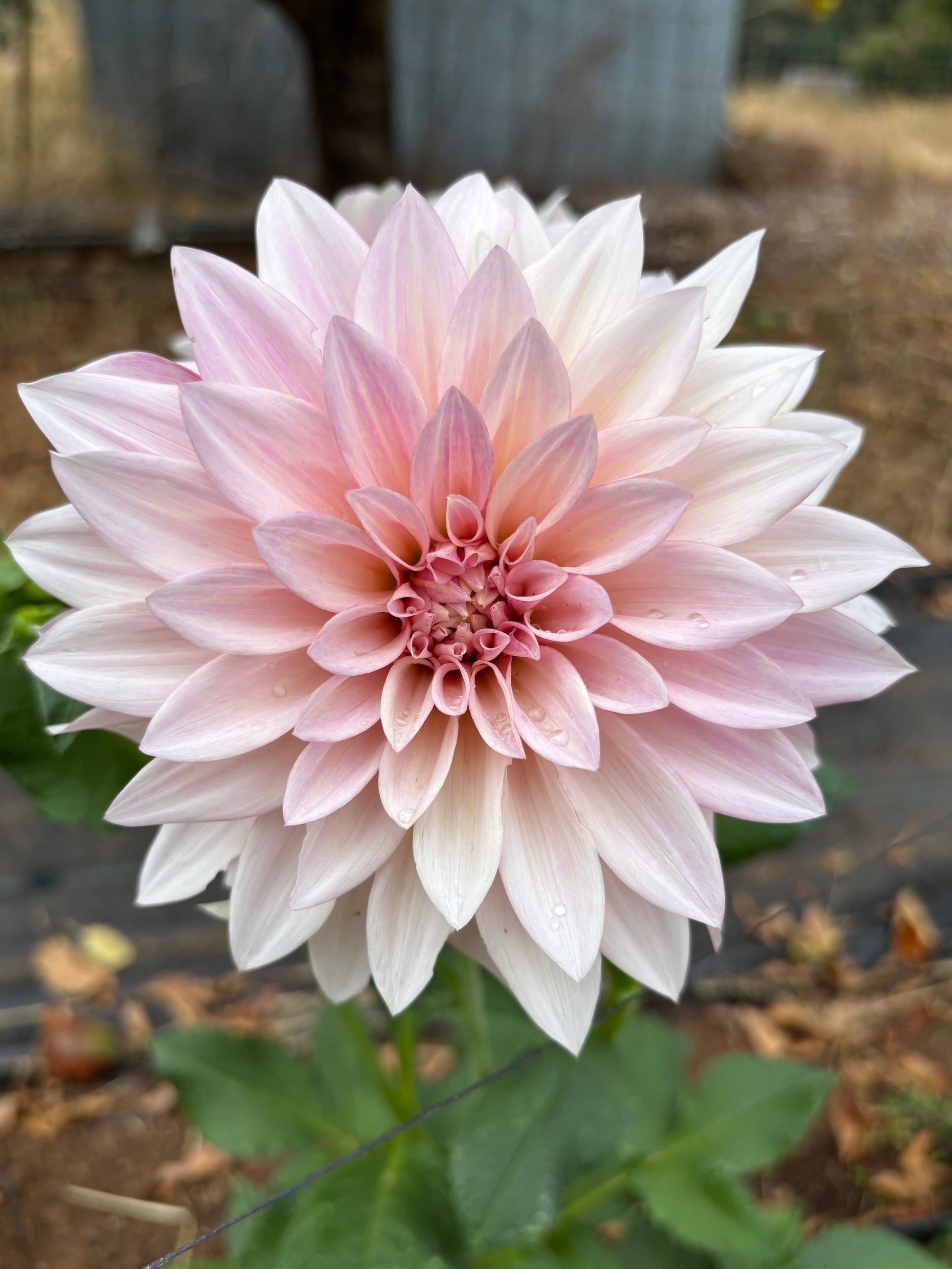 Pink dahlia flower with green leaves on a blurred natural background