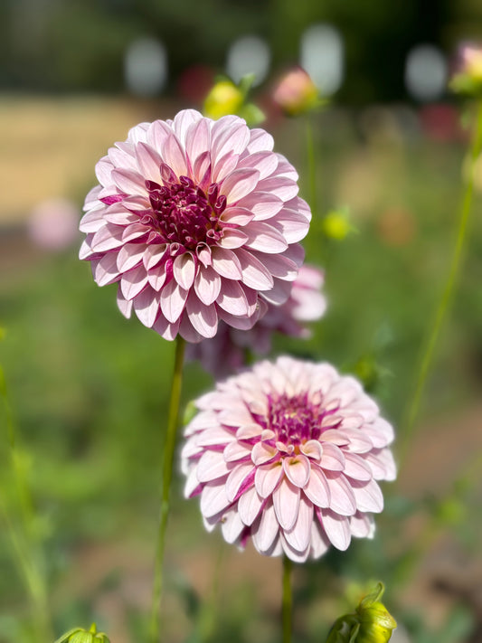 Salish Twilight Girl