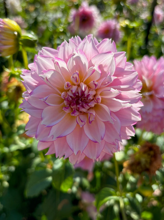 Hollyhill Pinkie Dahlia Tuber