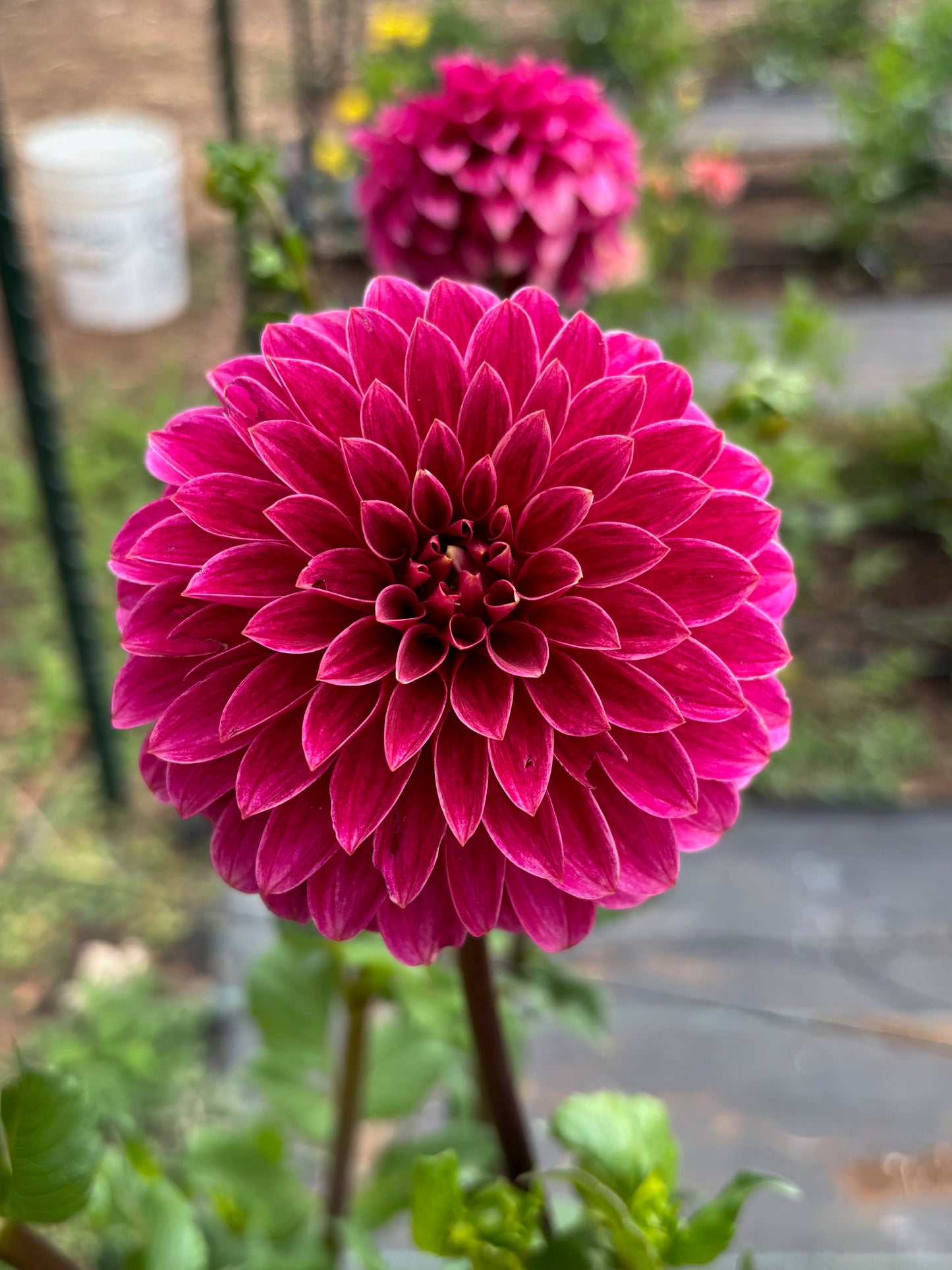 Raspberry flower bloom